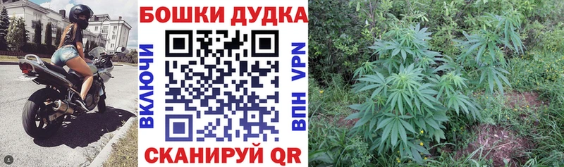 Конопля планчик  Пикалёво 